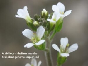 Arabidopsis thaliana 1st plant to genome sequenced