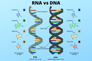 RNA vs DNA